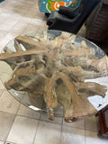 5 Foot wide Tree root table natural wood with thick glass top